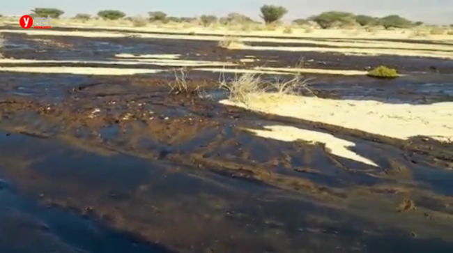 הנזק בעברונה, דצמבר 2014 (צילום עמיר אלוני, רשות הטבע והגנים) הנזק בעברונה, דצמבר 2014 (צילום: עמיר אלוני, רשות הטבע והגנים)